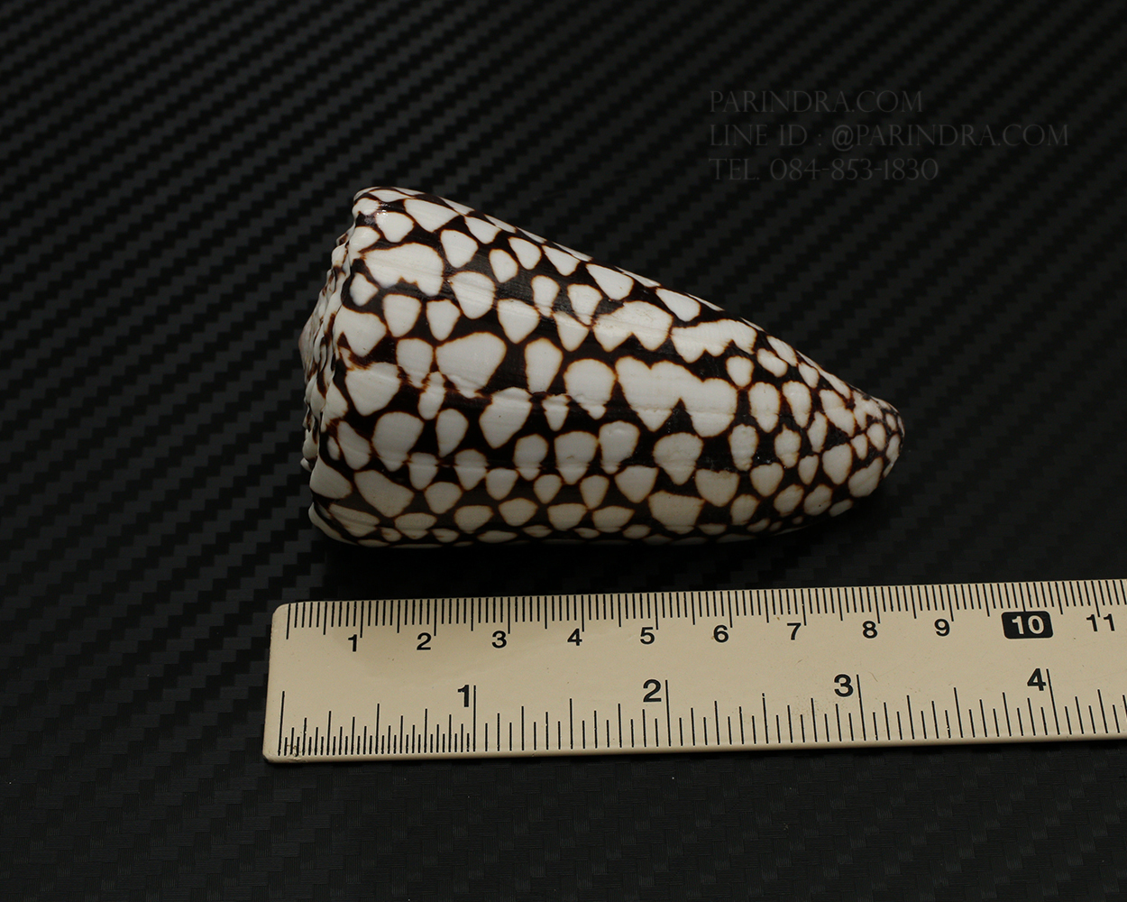 เปลือกหอยเต้าปูนลายจุด #Conus marmoreus ขนาดประมาณ 3 นิ้ว