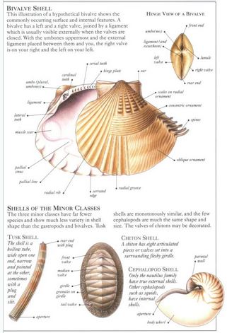 หนังสือคู่มือการสะสมเปลือกหอยของ Smithsonian Handbooks: Shells (หนังสือใหม่ มือ 1)