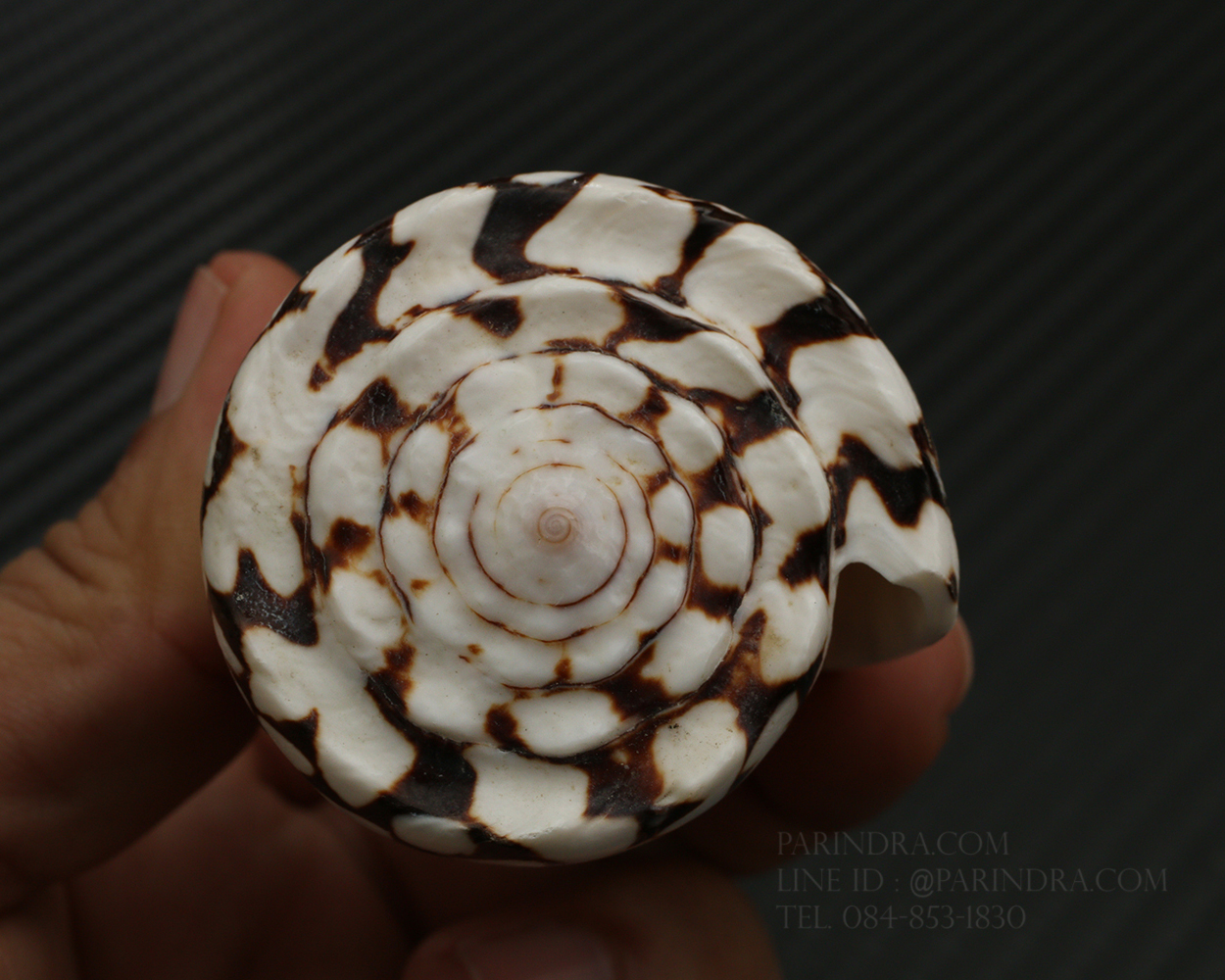 เปลือกหอยเต้าปูนลายจุด #Conus marmoreus ขนาดประมาณ 3 นิ้ว