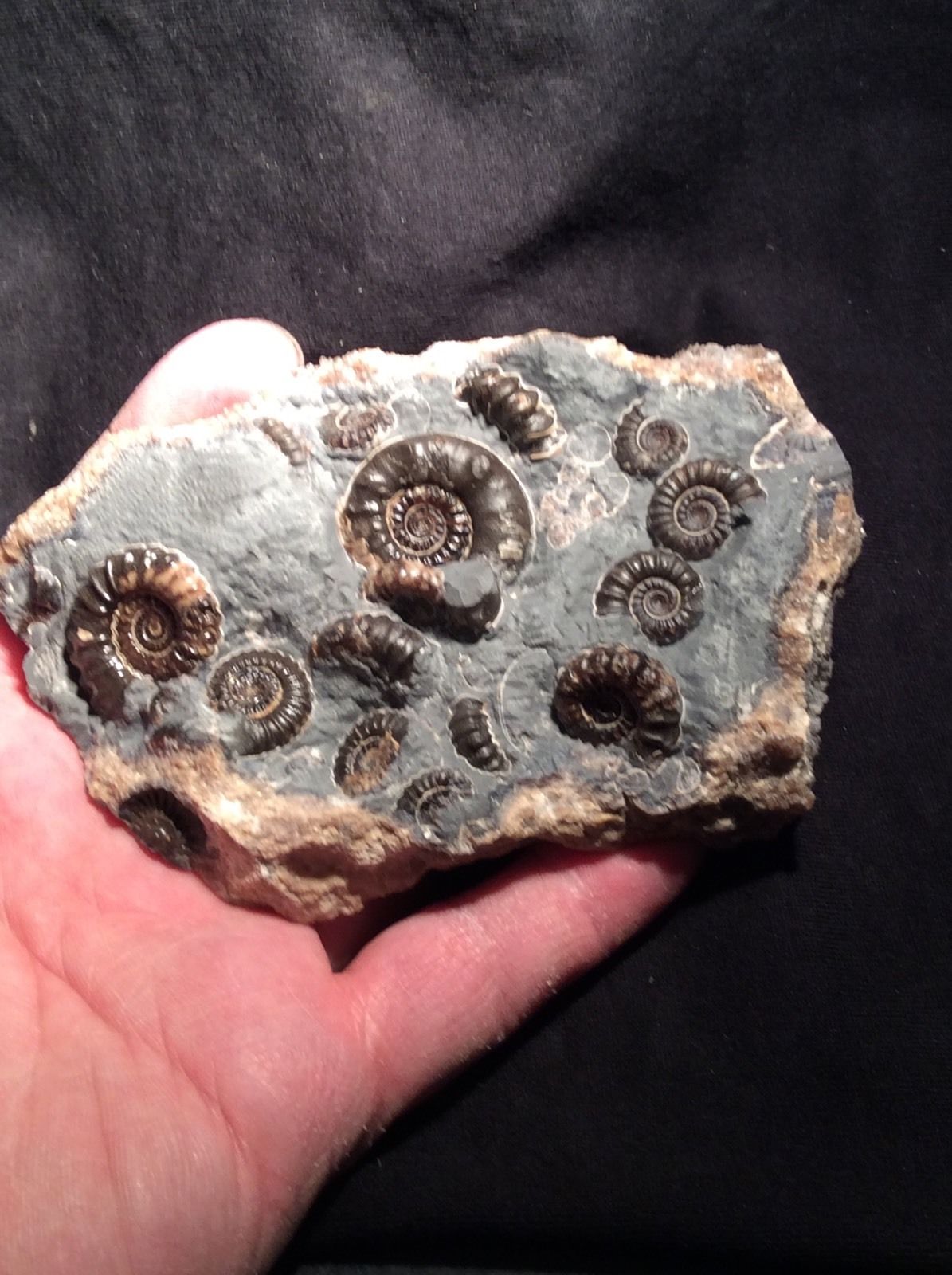 ฟอสซิลหอย Ammonite Promicroceras และ Xipheroceras- จากหาด Charmouth UK #AM007