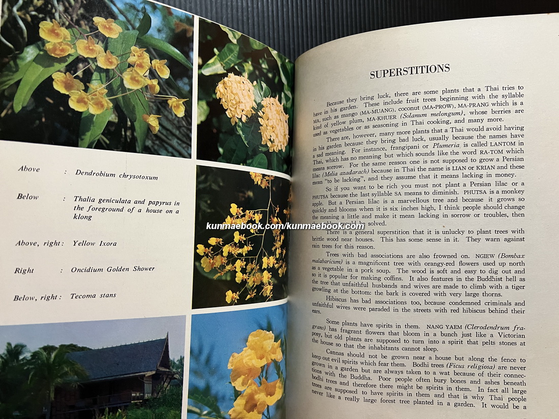 Gardening in Bangkok Paperback by Pimsai Amranand ( ม.ร.ว.ปิ่มสาย อัมระนันทน์ )