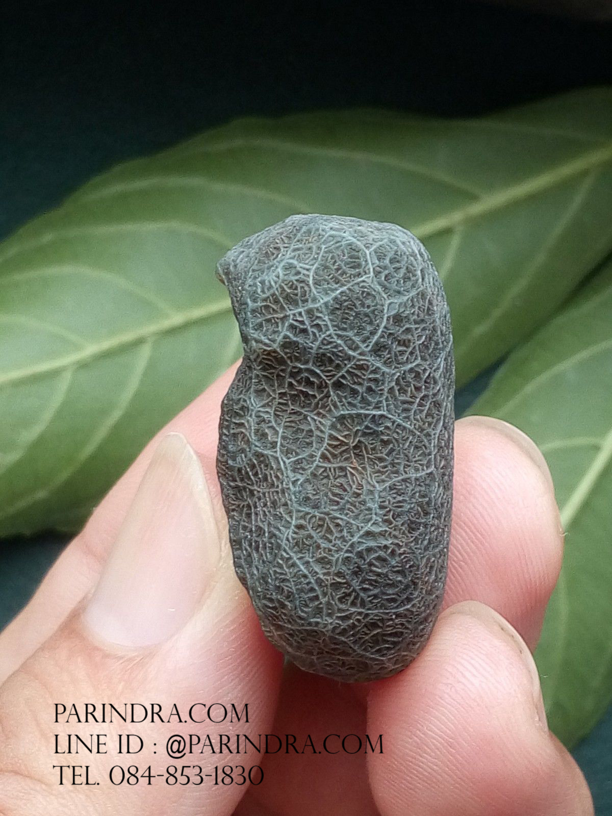 หินรูปทรงประหลาดจากทะเลทรายโกบี GOBI Filament Stone #GOBI002