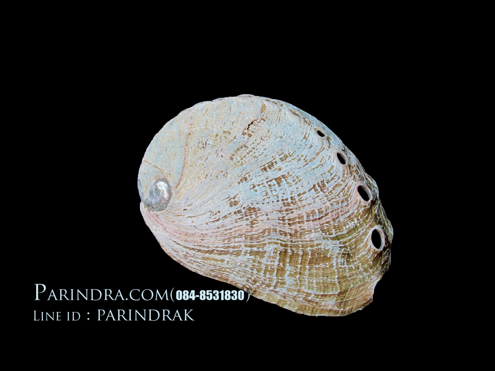 เปลือกหอยเป๋าฮื้อแท้ (Abalone) ผิวธรรมชาติ 002
