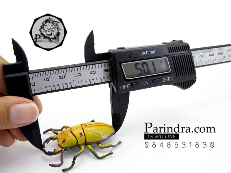 โมเดลด้วง