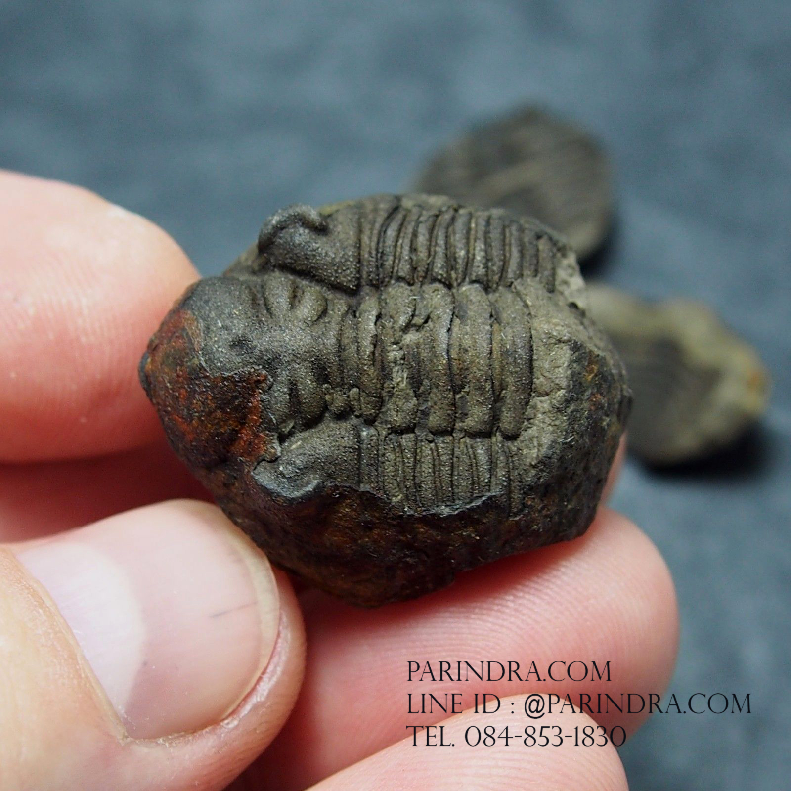 ฟอสซิล Trilobite Eldredgeia venustus Calamarca,Bolivia #TLB007