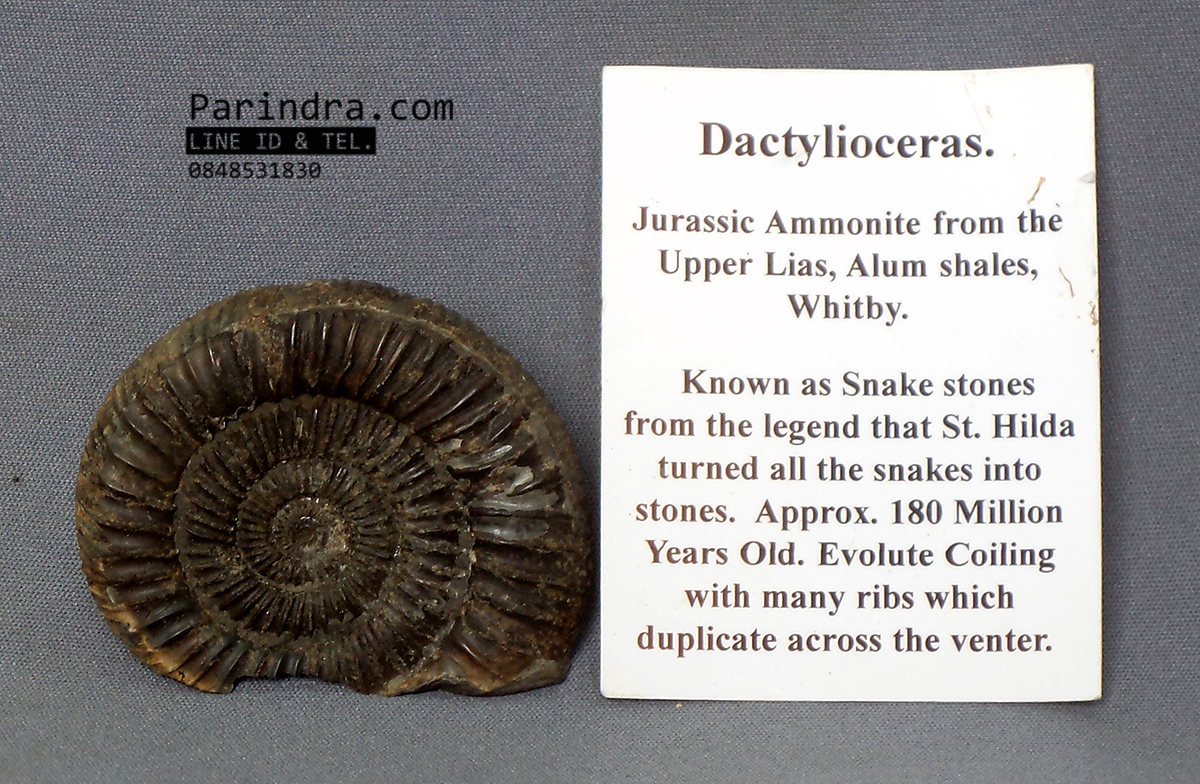 ฟอสซิลหอย Ammonite Dactylioceras commune Whitby Fossil UK #AM027
