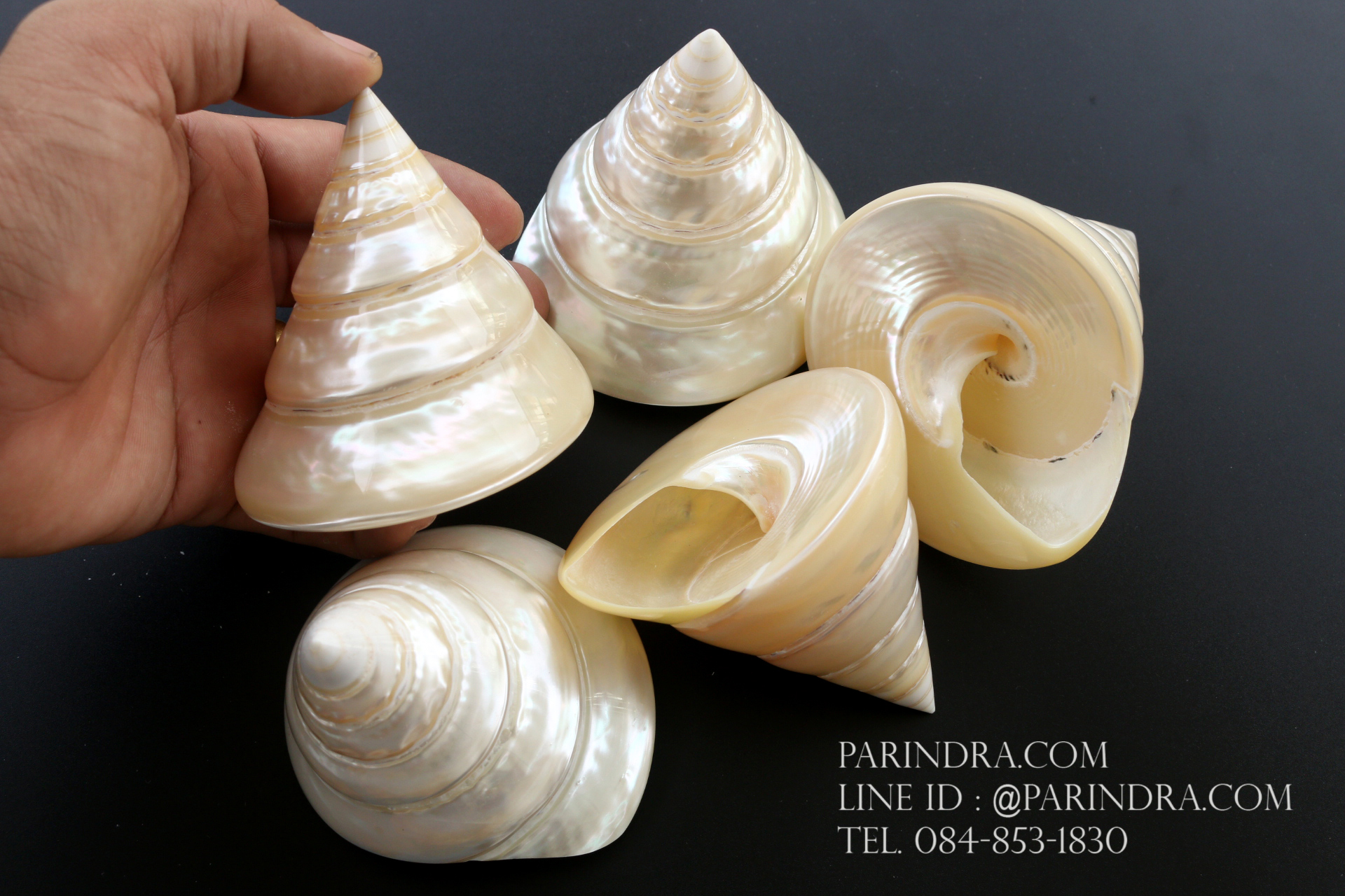 ขายเปลือกหอยนมสาว Trochus niloticus ขนาด 3.4 - 3.5 นิ้วสภาพสมบูรณ์ ผิวขัดมัน สวยงาม