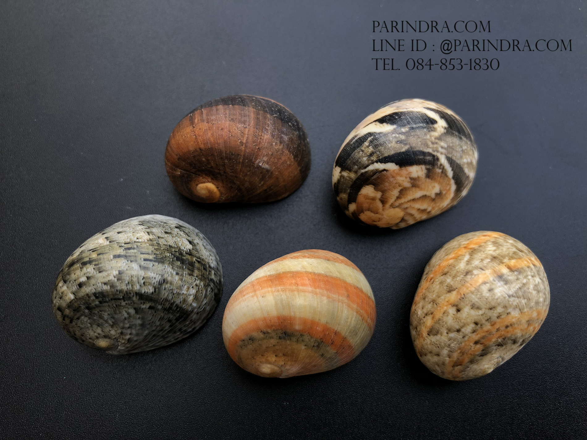 เซ็ตเปลือกหอยน้ำพริก หอยนกหวีด Nerita sp. เป่ามีเสียง สีสวย Set 2