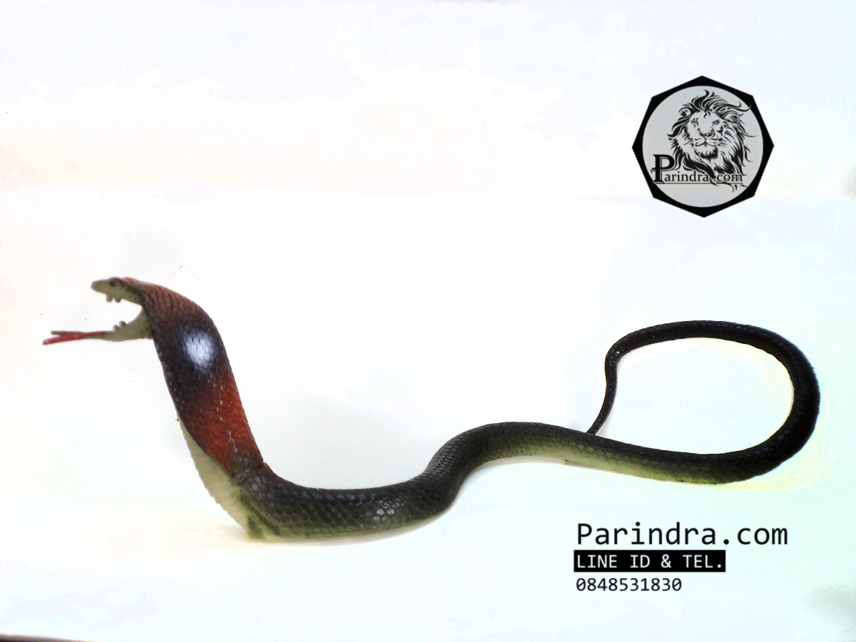 โมเดลงูเห่า เหมือนจริงมาก ทำจากยางยืดหยุ่น สวยๆครับ