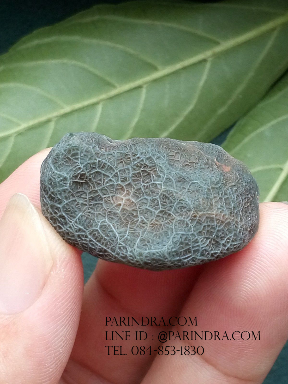 หินรูปทรงประหลาดจากทะเลทรายโกบี GOBI Filament Stone #GOBI002