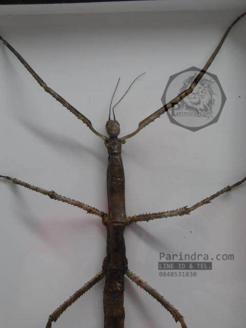 แมลง ตั๊กแตนกิ่งไม้ ( Tirachoidea westwoodi) ในกรอบไม้สีน้ำตาล สำหรับตั้งโชว์ ขนาด 8 x 12 นิ้ว