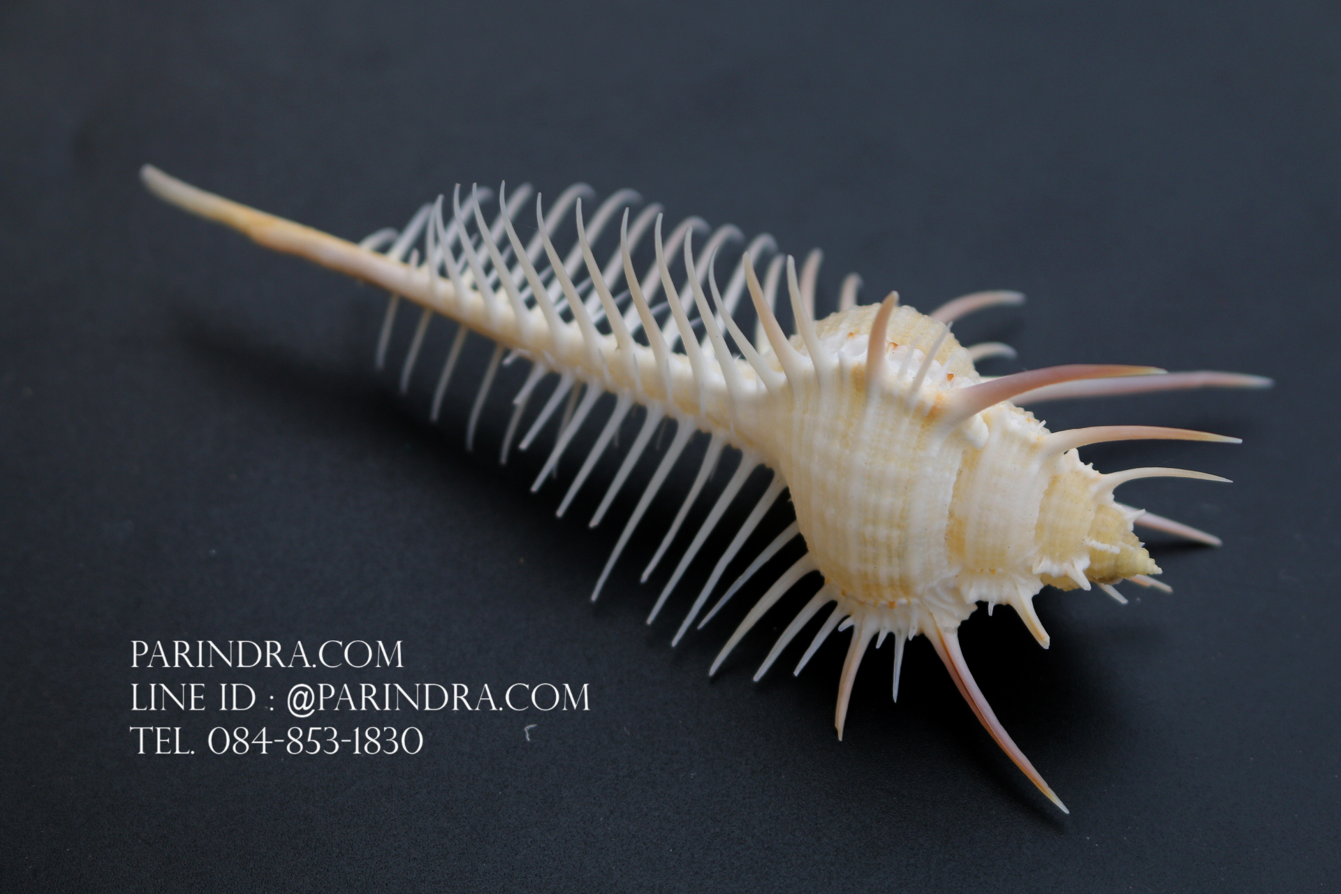 หอยสังข์หวี หอยสังข์หนาม (Murex pecten) ขนาด นิ้ว #MUREX005