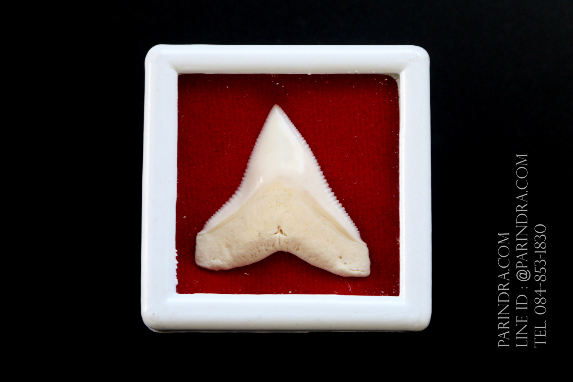 ซี่ฟันปลาฉลามขาวแท้ Shark Tooth ขนาดประมาณ 2.5 cm. ST005