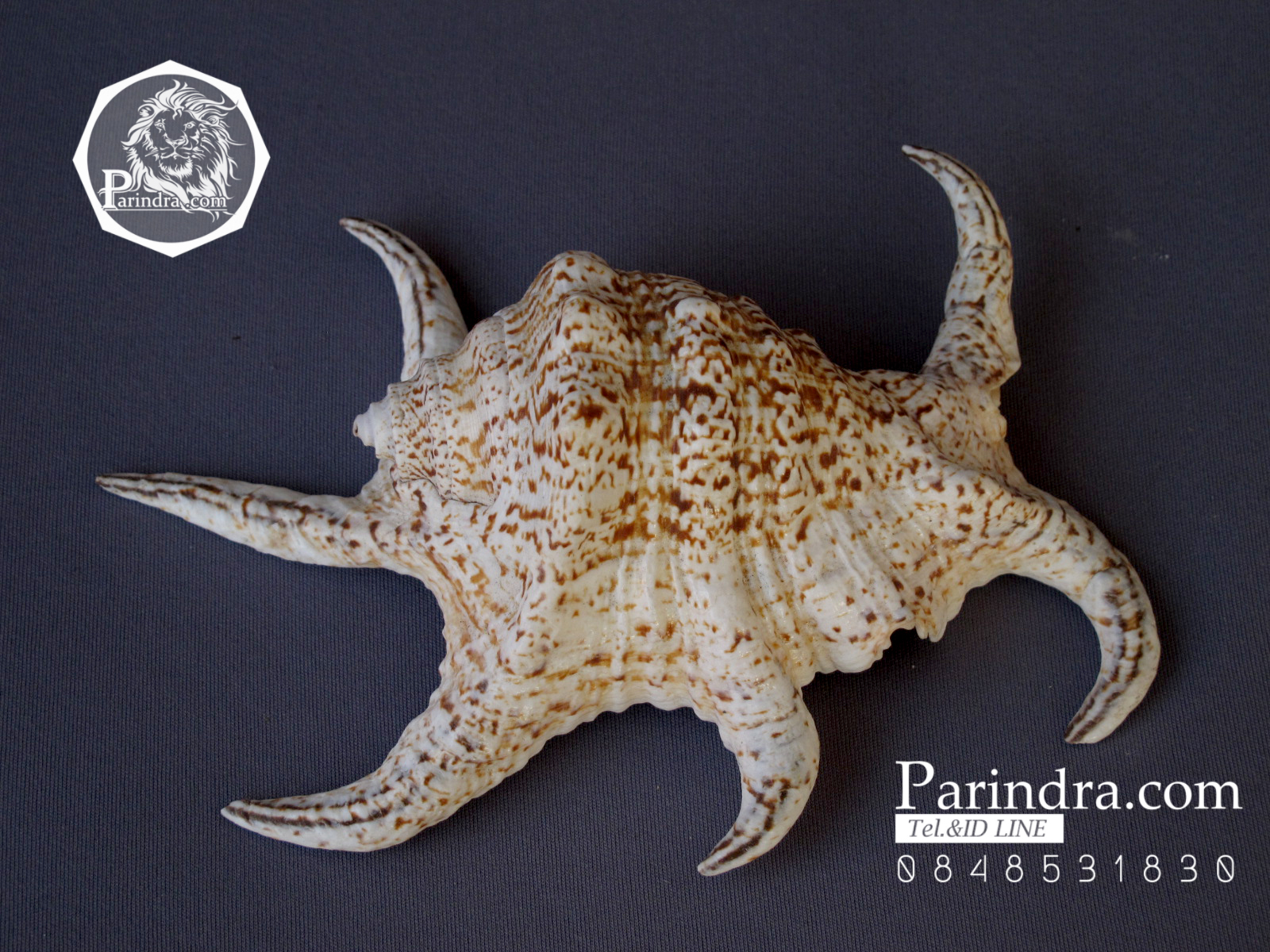 ขายเปลือกหอยจักรนารายณ์ Lambis chiragra สภาพสมบูรณ์ #LC001