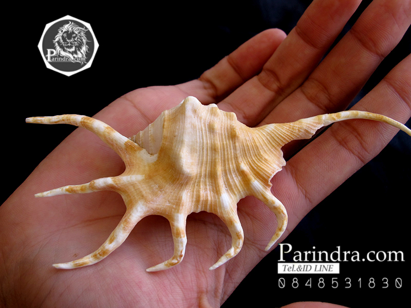 ขายเปลือกหอยจักรนารายณ์ LAMBIS CROCATA สภาพสมบูรณ์ #LC002 สำเนา