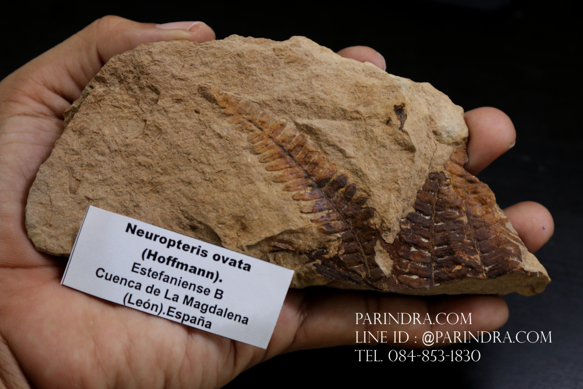 ฟอสซิลเฟิร์น ชนิด Polymorphopteris magdalenae จาก SPAIN #FRN006