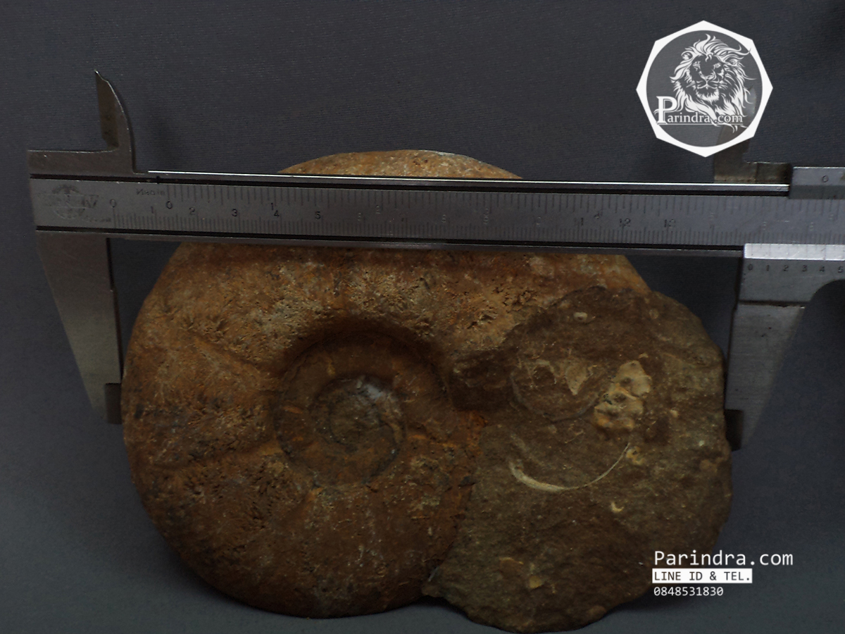 ฟอสซิลหอย Ammonite Eotetragonites rossmatteliformis (หายาก) - จาก Indonesia #AM025