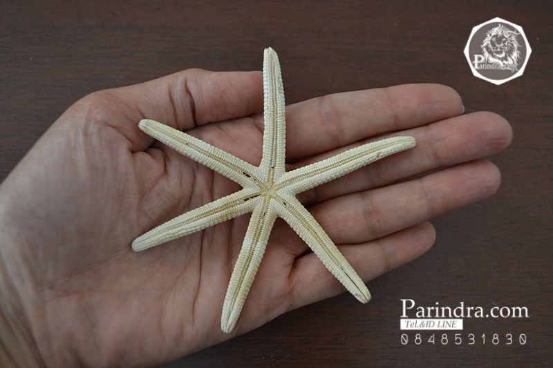 ปลาดาวแปลก มี 6 ขา หายาก ขนาด 4 นิ้ว สวยคัดพิเศษ RSF #001