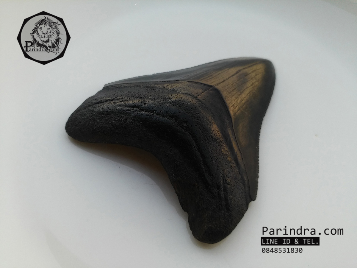 ฟันฉลามยักษ์เมกกาโลดอน Megalodon จาก South Carolina USA ขนาด 3 1/8 นิ้ว #MGT002