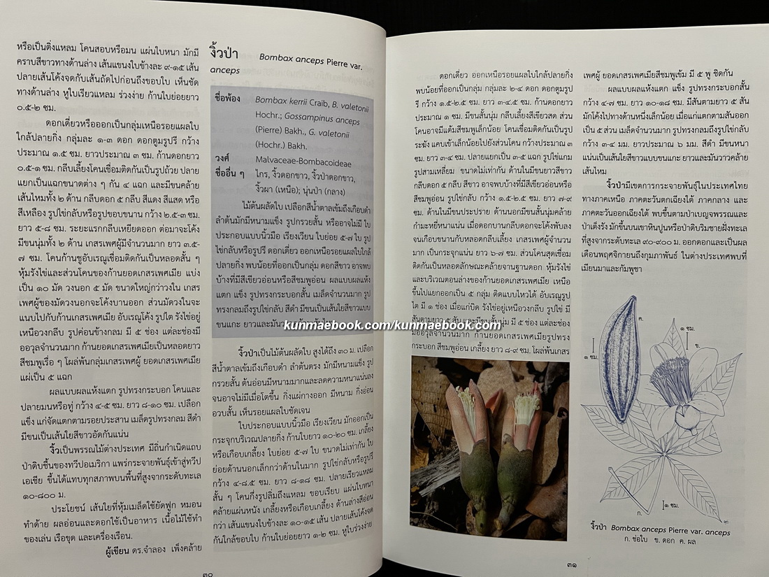 อนุกรมวิธานพืช อักษร ฆ-จ ( ราชบัณฑิตยสภา )