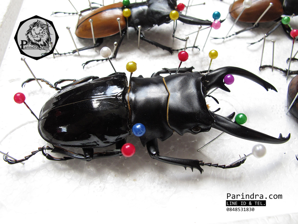 ซากด้วงคีม Odontolabis dalmani intermedia ขนาด 94 mm. จากประเทศฟิลิปปินส์