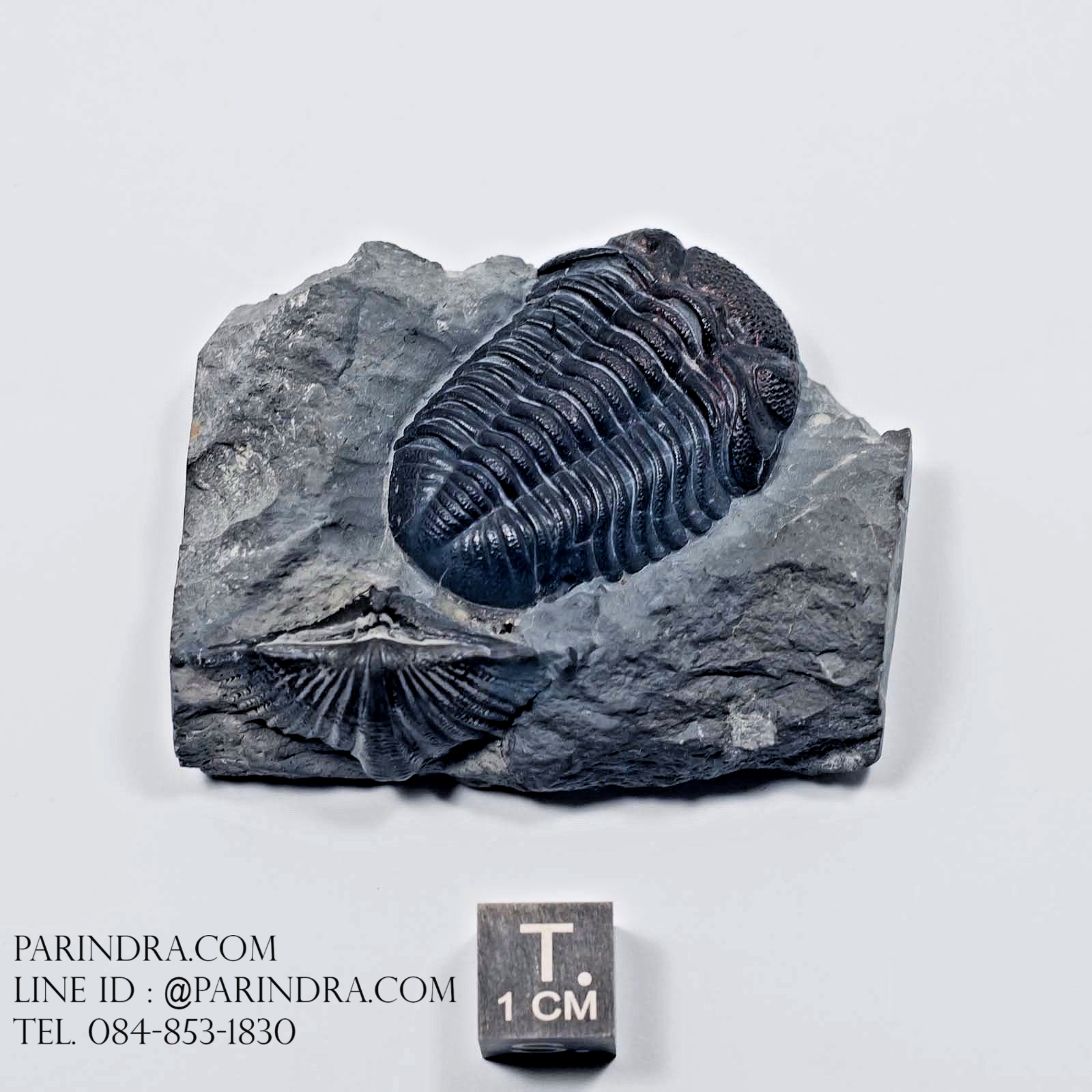 ฟอสซิล Trilobite Eldredgeops & Mucrospirifer หายาก, USA #TLB010