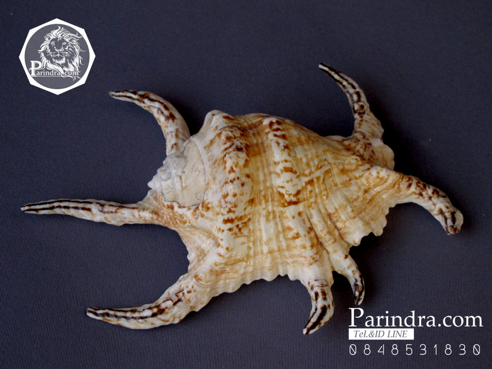 ขายเปลือกหอยจักรนารายณ์ Lambis chiragra สภาพสมบูรณ์ #LC003