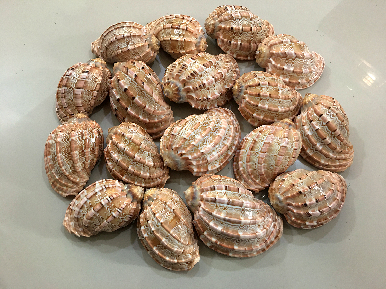 เปลือกหอยมะเฟือง #Harpa articularis ขนาด 3 นิ้ว