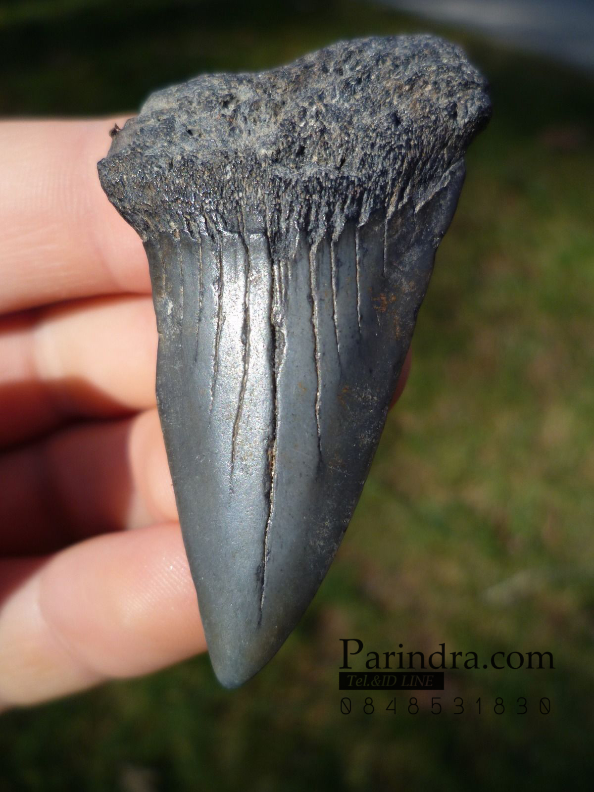 ฟันฉลามมาโก Mako Shark tooth จาก ประเทศเบลเยี่ยม สีออกเทา ขนาด 2.21" นิ้ว #MKT003