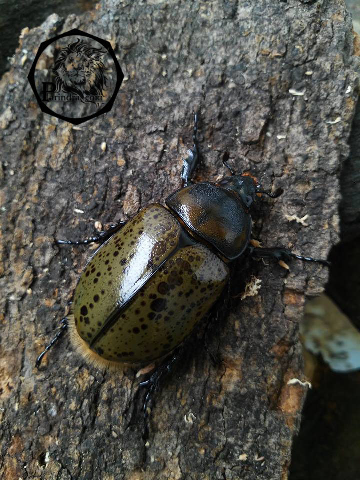 ด้วงกว่างตัวเต็มวัย Dynastes Hyllus hyllus (CBF1) ตัวผู้และตัวเมีย