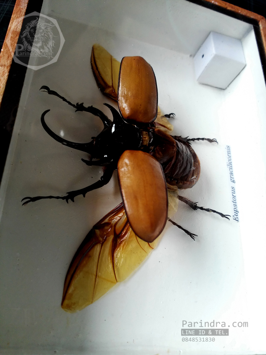ด้วงกว่างห้าเขา กว่างซางเหนือ ( Eupatorus gracilicornis Arrow ) แบบกางปีก สำหรับตั้งโชว์ ขนาด 5x7 นิ้ว