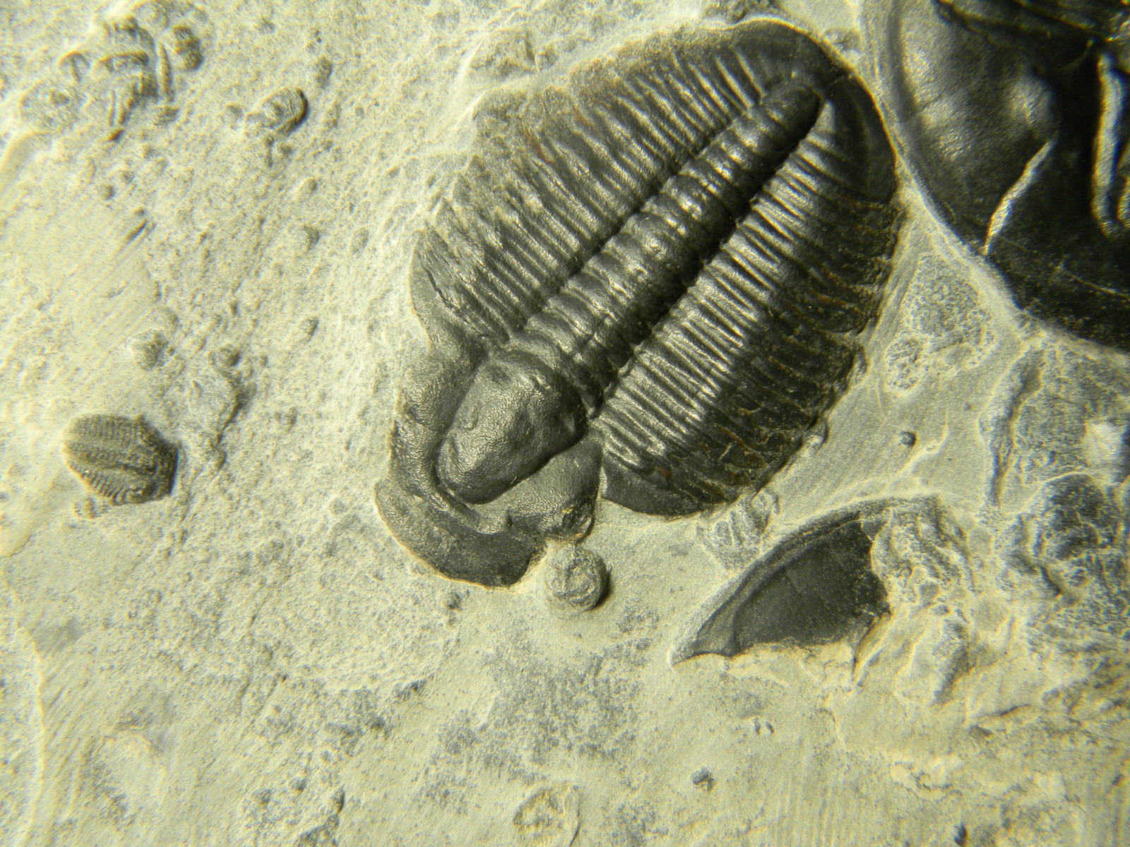 ฟอสซิล Trilobite จากรัฐ Utah USA T3 #TLB004