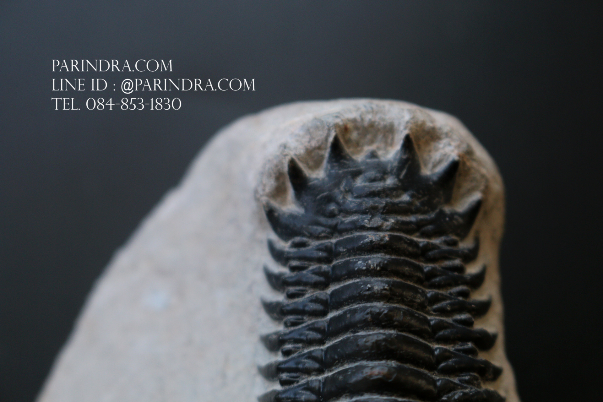 ฟอสซิล Trilobite Crotalocephalus gibbus, Morocco #TLB008