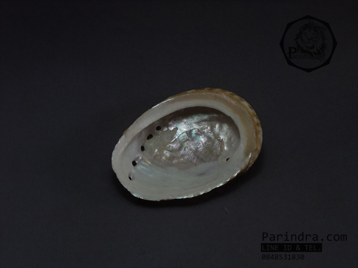 เปลือกหอยเป๋าฮื้อแท้ (Abalone) ผิวธรรมชาติ สีเขียวอ่อนแกมน้ำตาล
