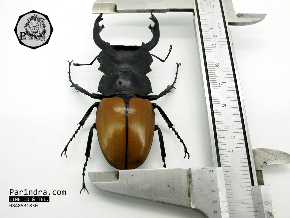 ซากด้วงคีมกว่างเหลืองซางกาญจนบุรี (Odontolabis mouhotii elegans) ขนาด 75 mm. จากภาคตะวันตกของประเทศไทย