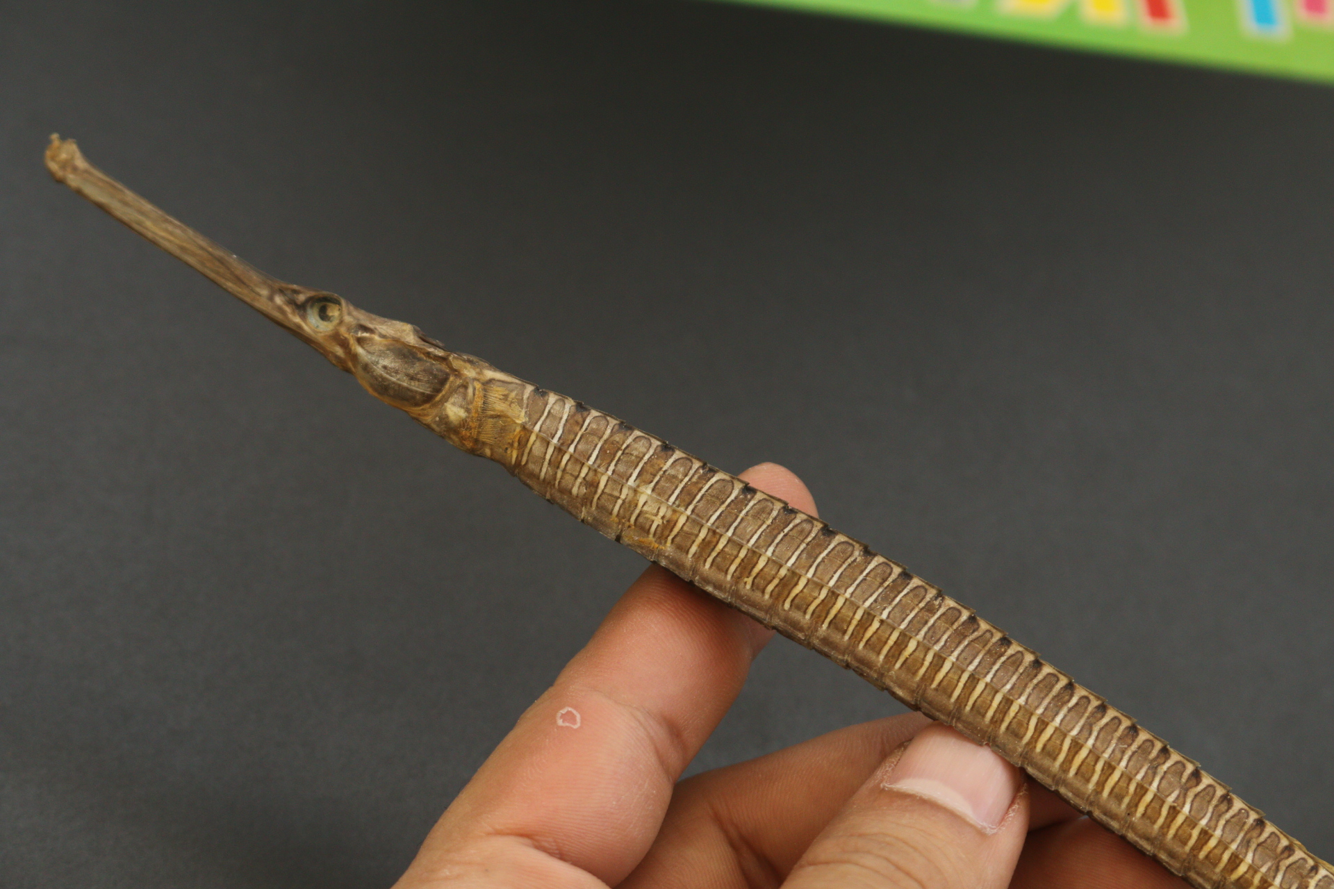 ปลาจิ้มฟันจระเข้ตากแห้งสนิท #FPF004