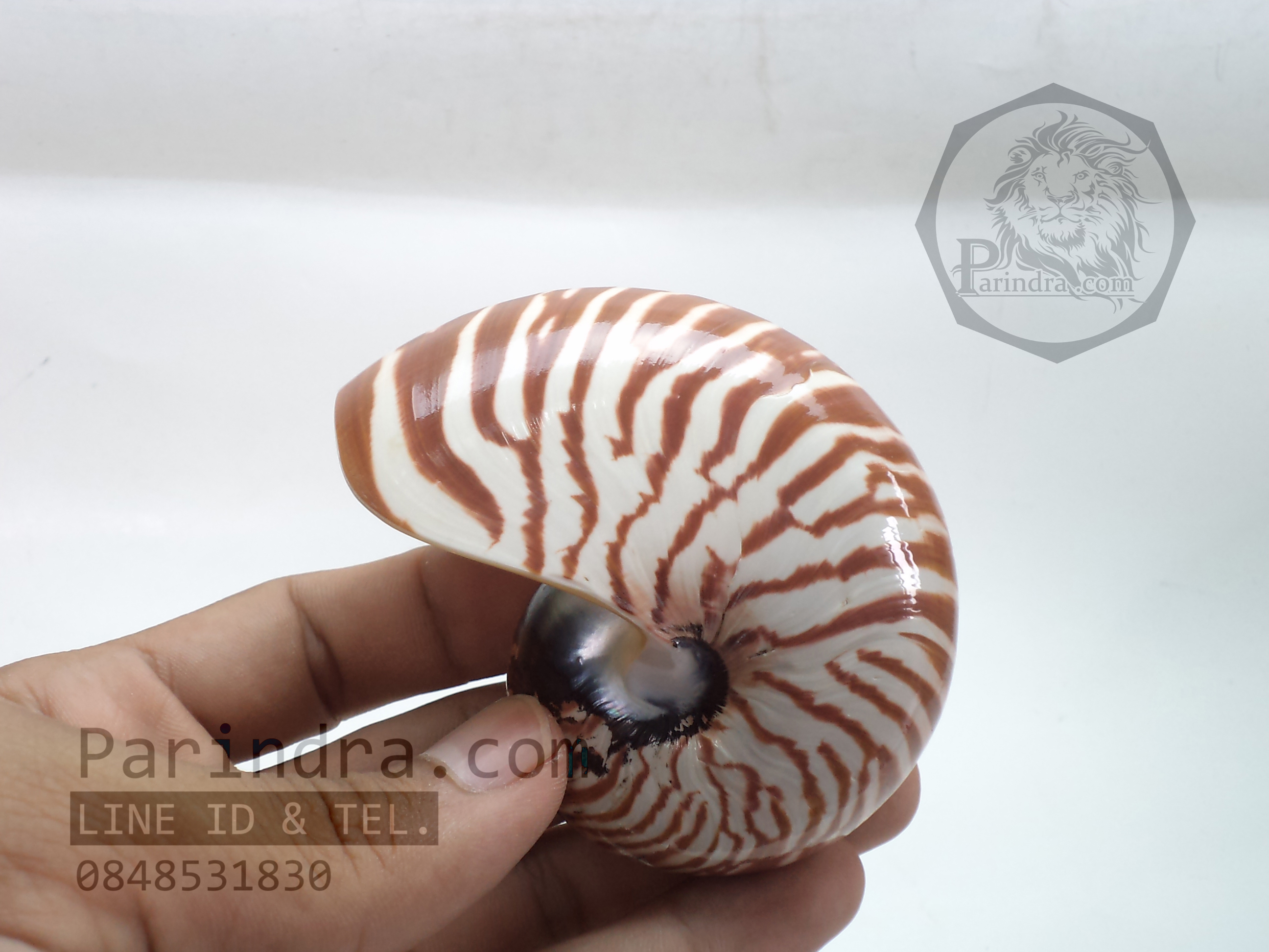 เปลือกหอย นอติลุส หอยงวงช้าง ขนาดเล็ก ขนาด 3 นิ้ว ผิวสีธรรมชาติ 001