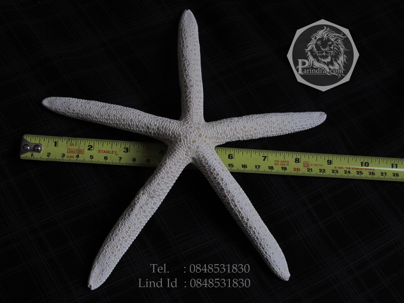 ปลาดาวขนาดยักษ์ ขนาด 8 นิ้ว สวยคัดพิเศษ