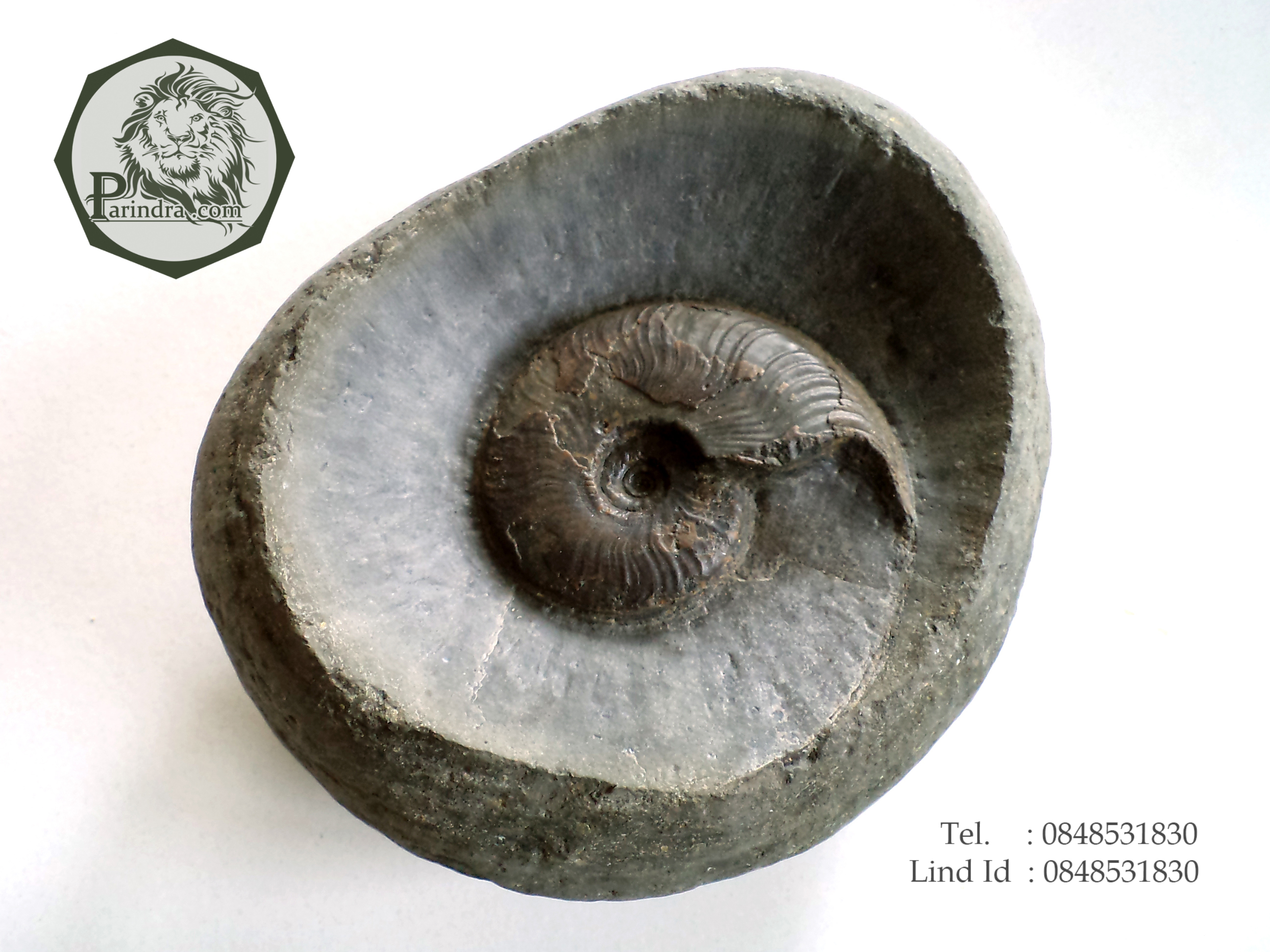 ฟอสซิลหอย Ammonite ใน Matrix หายาก (Eleganticeras elegantulum) Yorkshire UK ประเทศอังกฤษ #AM017