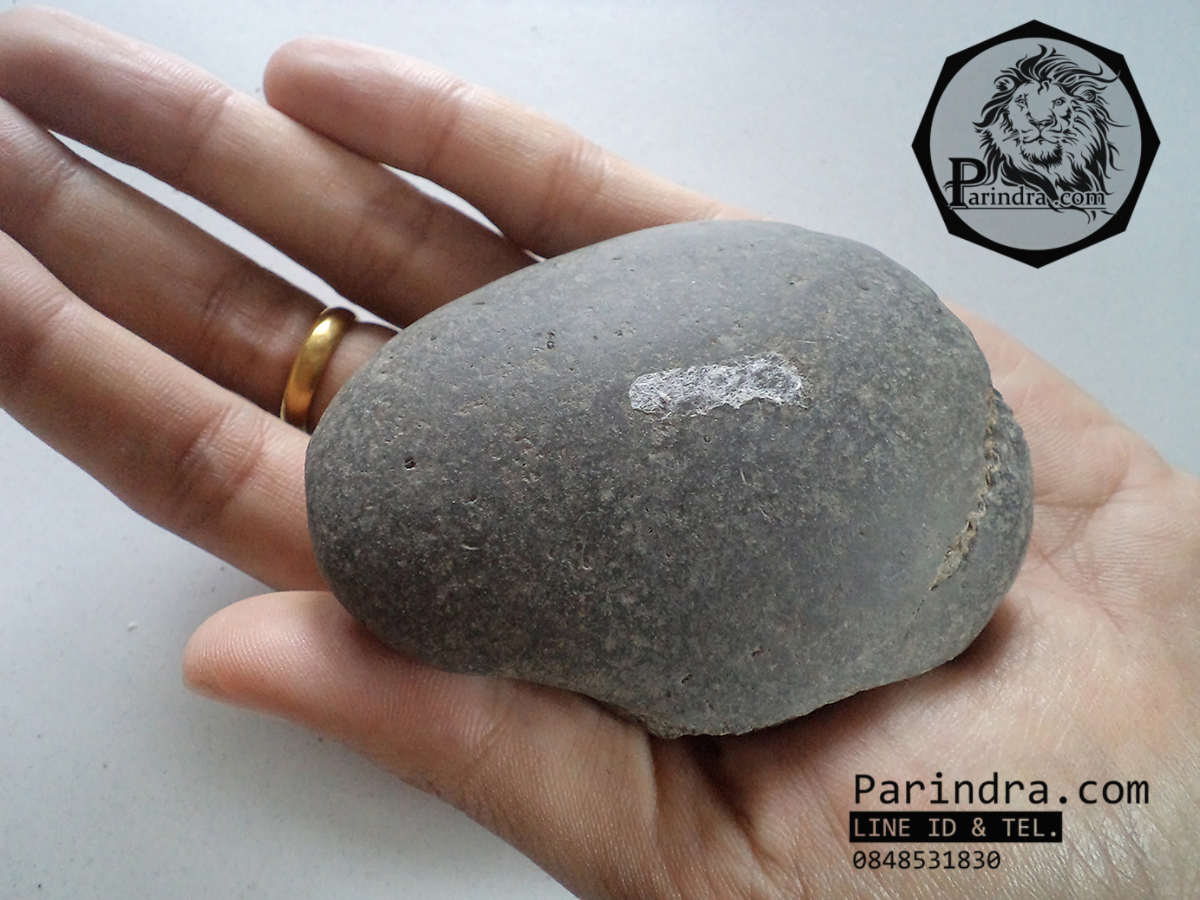 ฟอสซิลหอย Ammonite Dactylioceras commune Whitby Fossil UK #AM003