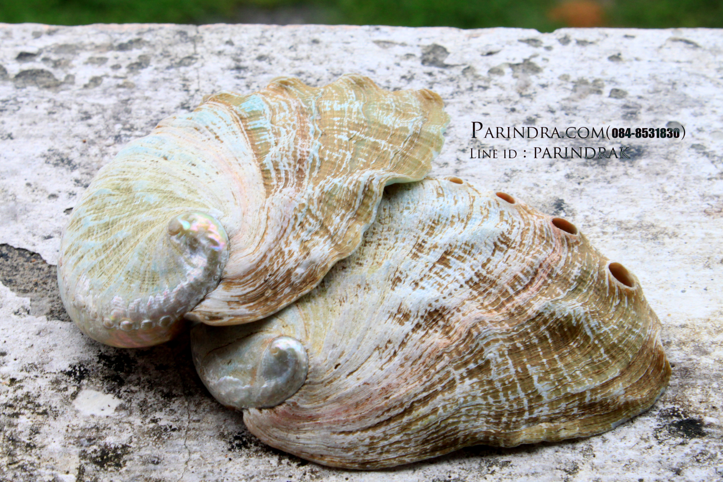 เปลือกหอยเป๋าฮื้อแท้ (Abalone) ผิวธรรมชาติ แบบคู่