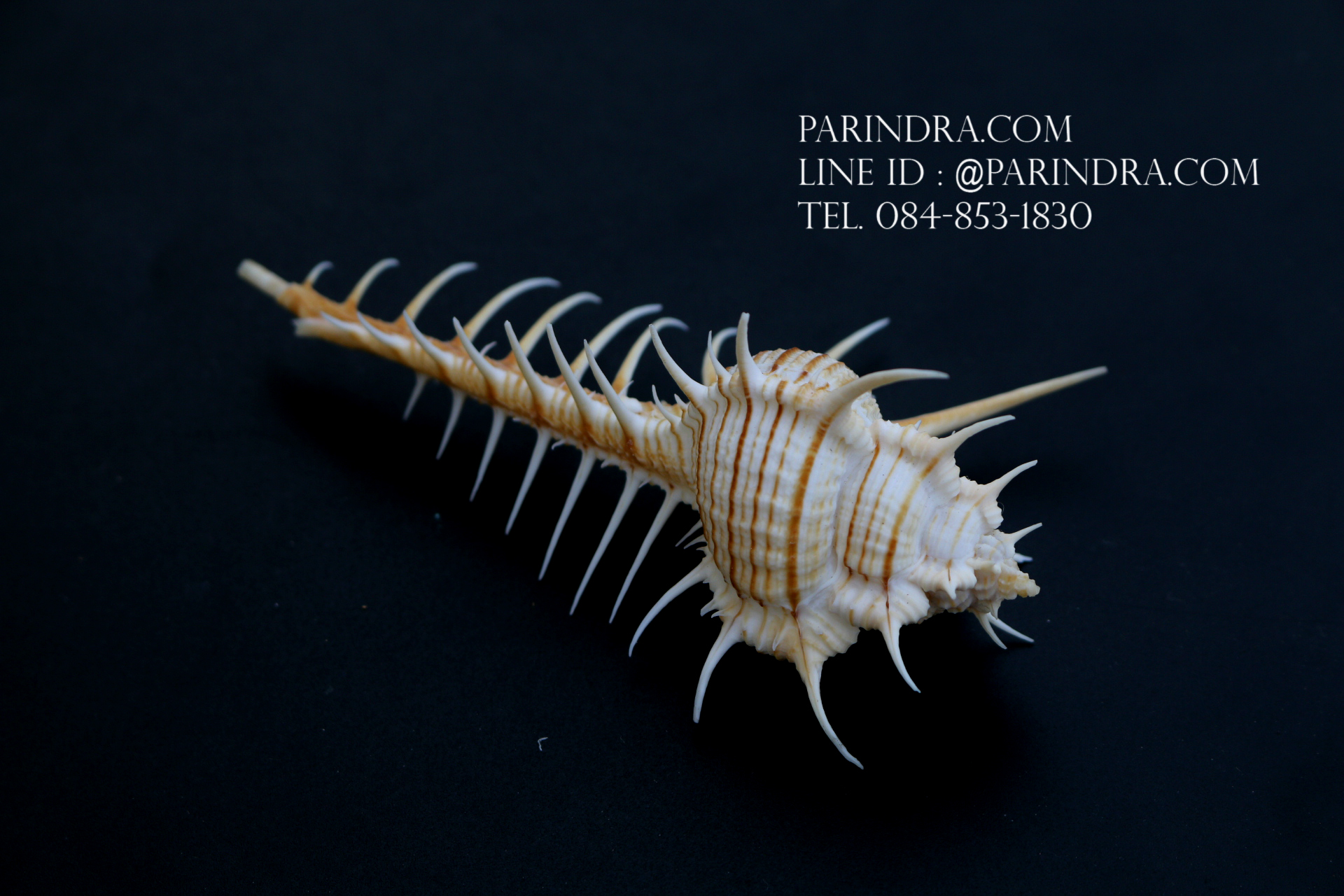 หอยสังข์หวี หอยสังข์หนาม (Murex pecten) ขนาด นิ้ว #MUREX006
