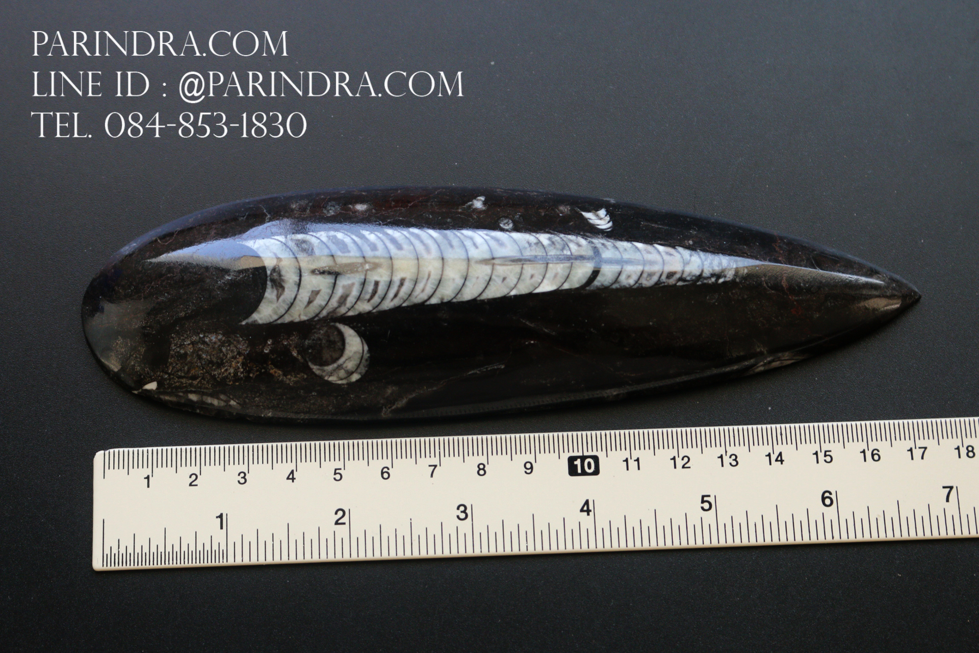 ฟอสซิล Nautiloid ออโทเซอรัส (Orthoceras sp.) - จาก Morocco #OT004