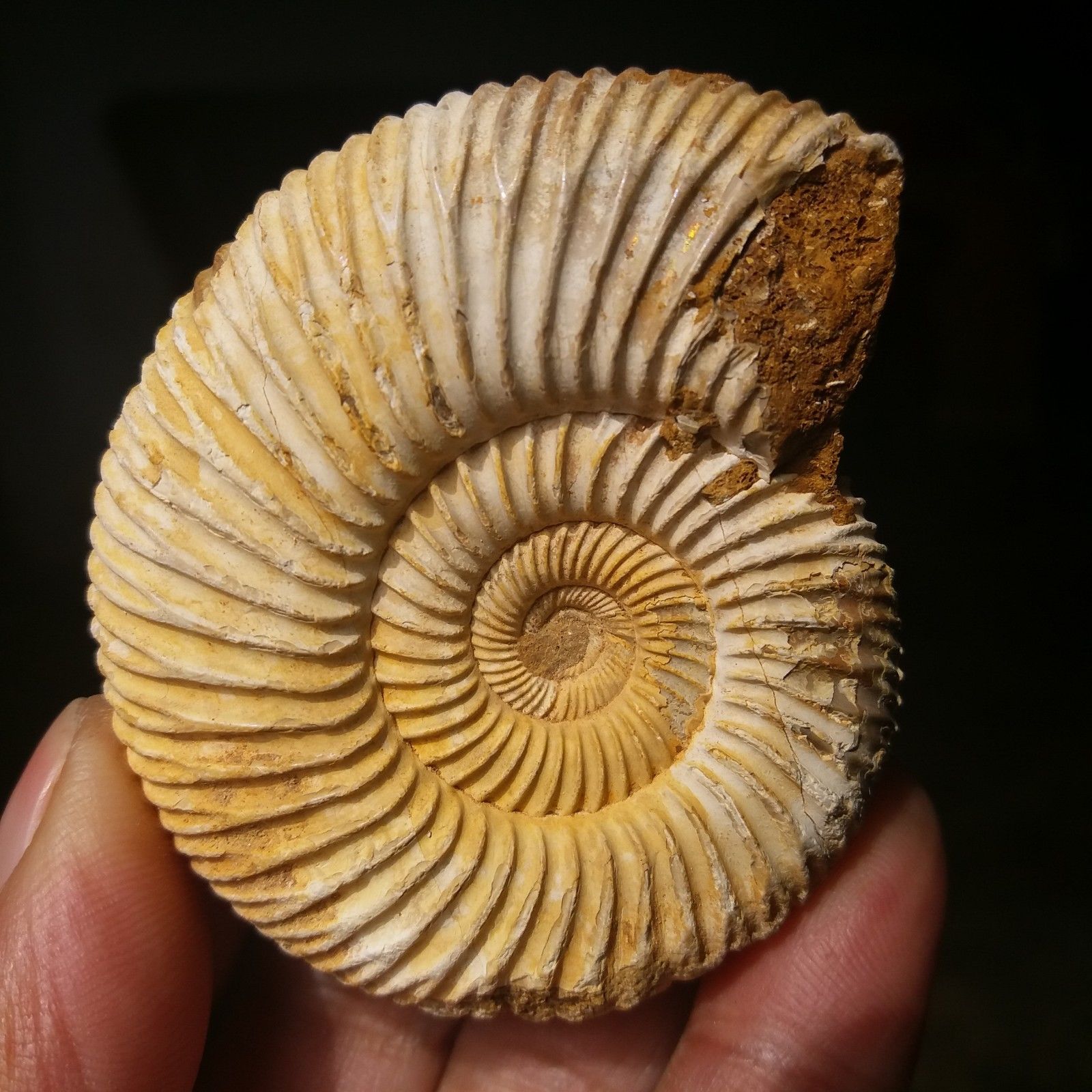 ฟอสซิลหอยแอมโมไนท์ (Perisphinctes virguloides) Fossil จากประเทศ Madagascar #AM038