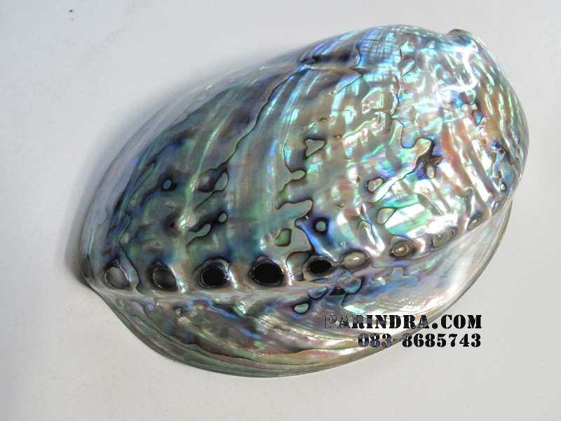 เปลือกหอยเป๋าฮื้อแท้ (Abalone) ขัด ขนาดใหญ่ สำหรับตกแต่งและงานฝีมือ