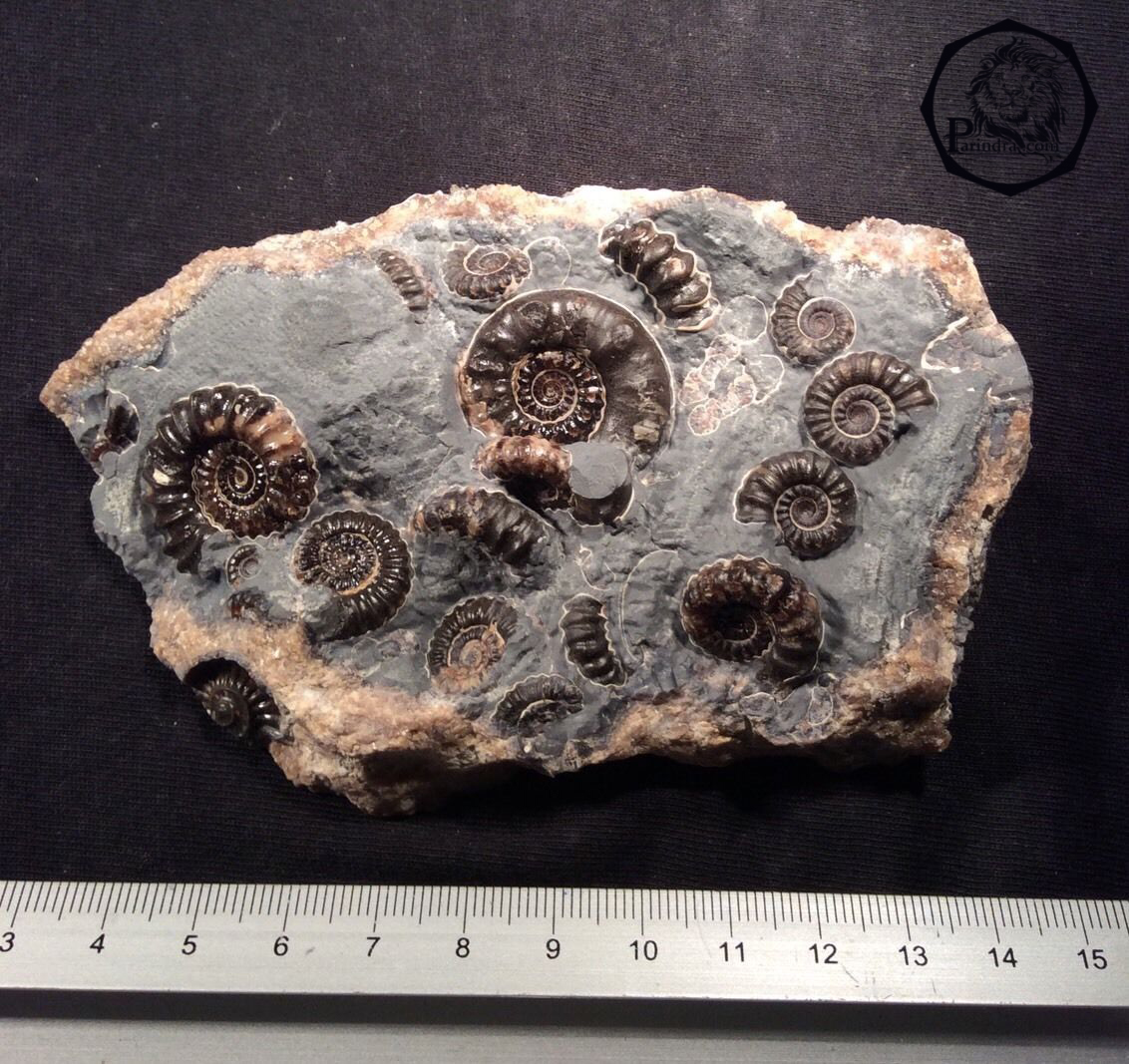 ฟอสซิลหอย Ammonite Promicroceras และ Xipheroceras- จากหาด Charmouth UK #AM007