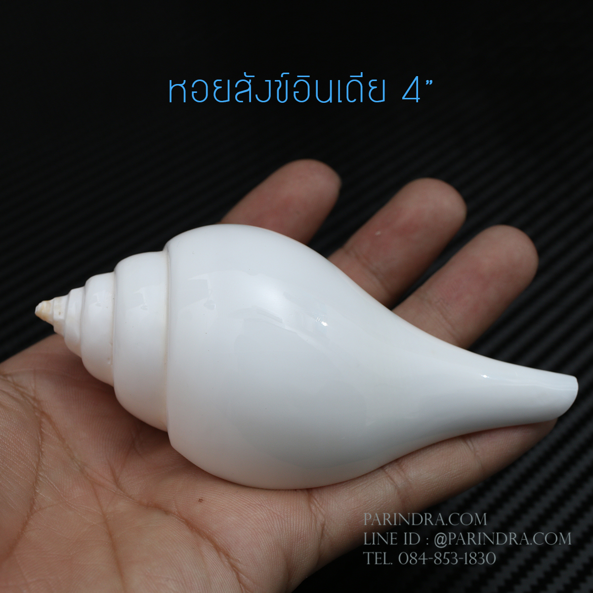 หอยสังข์อินเดียแท้ หอยสังข์เป่า หอยสังข์รดน้ำ (Turbinella pyrum) ขนาด 4 นิ้ว #TUP002