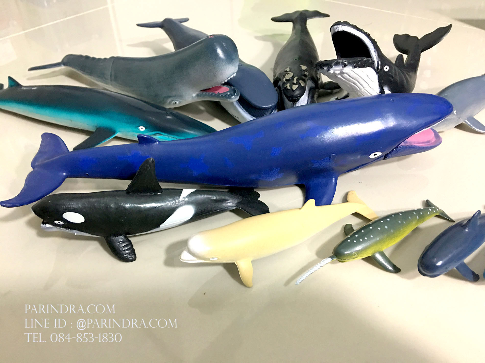 โมเดลสัตว์ทะเล ชุด Ocean World กลุ่ม วาฬ หลากหลายสายพันธุ์