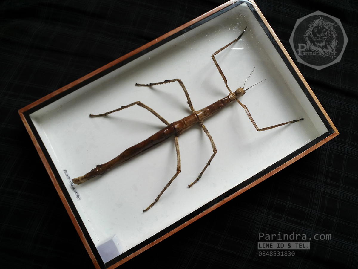 ตั๊กแตนกิ่งไม้ ( Tirachoidea westwoodi) ในกรอบไม้สีน้ำตาล สำหรับตั้งโชว์ ขนาด 8 x 12 นิ้ว