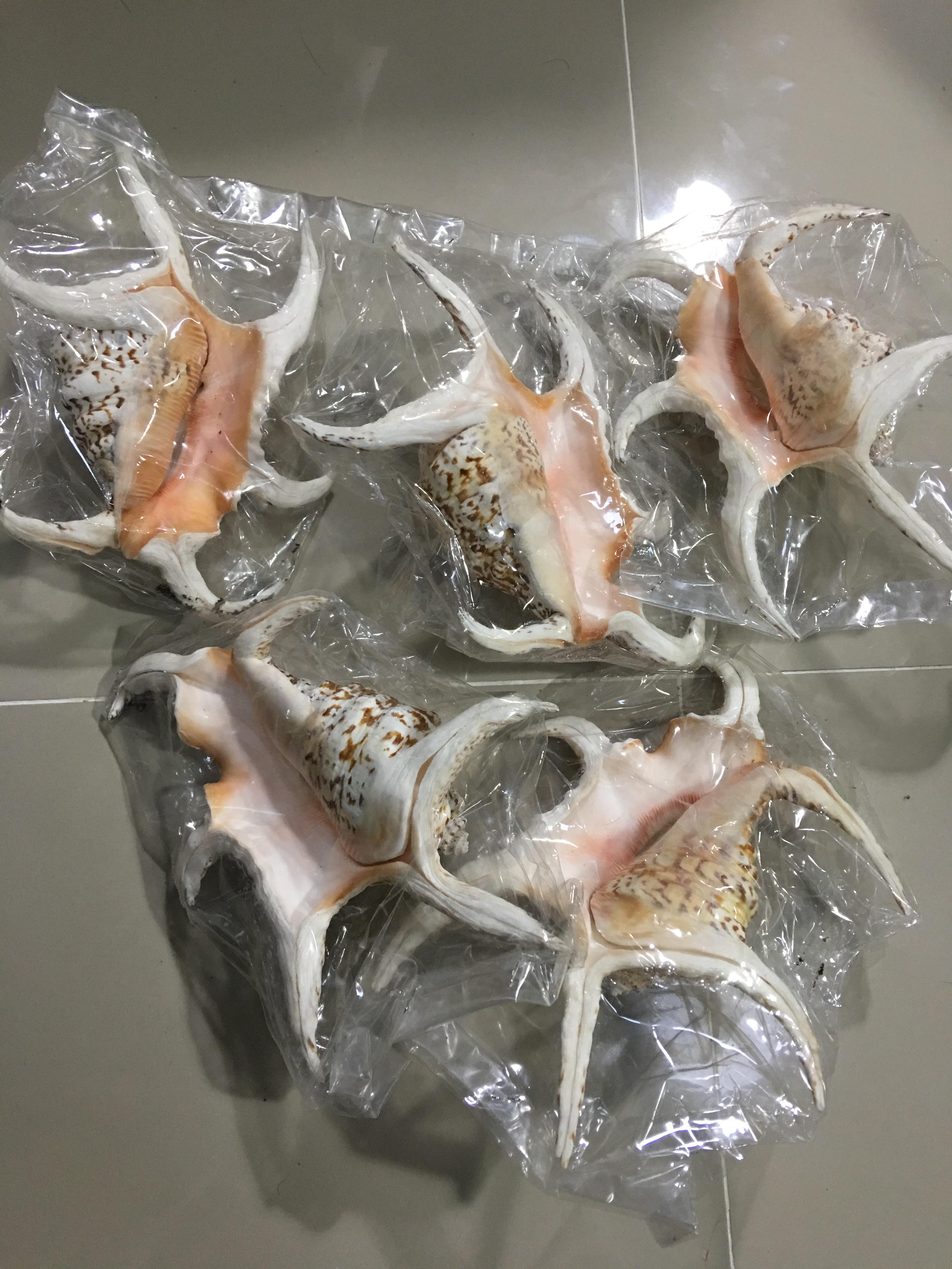 ขายเปลือกหอยจักรนารายณ์ Lambis chiragra สภาพสมบูรณ์ ขนาด 8 นิ้ว